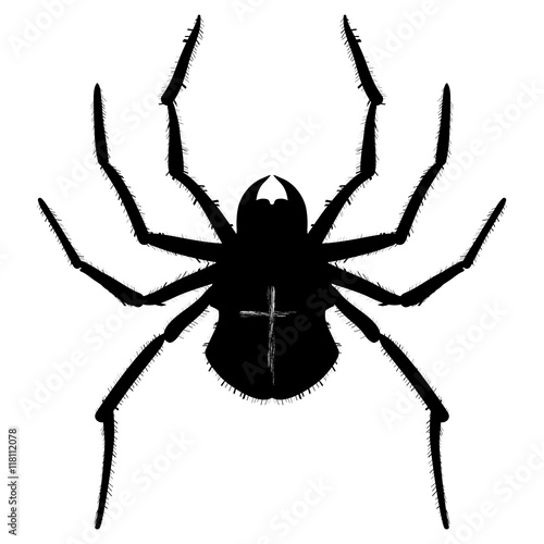 spider illustration