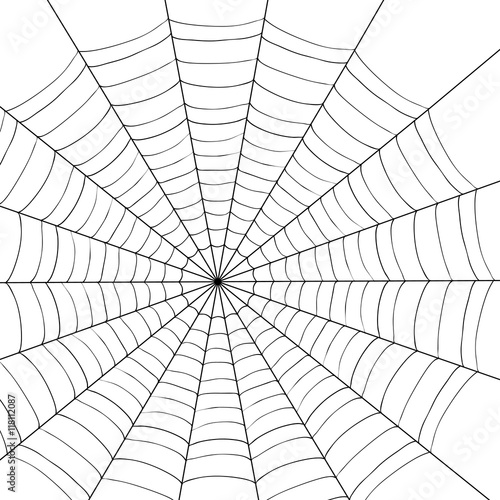 spider illustration