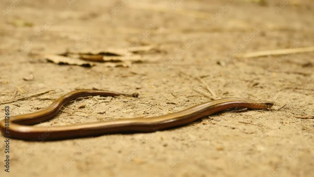 Slowworm (Anguis fragilis or blindworm) is slowly moving on dusty ground Slowworm (Anguis fragilis or blindworm) is slowly moving on dusty ground