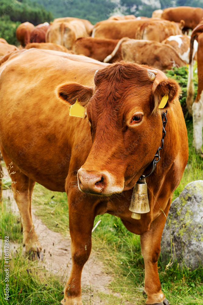 Idyllic summer landscape in the mountains with cows grazing on f Idyllic summer landscape in the mountains with cows grazing on f