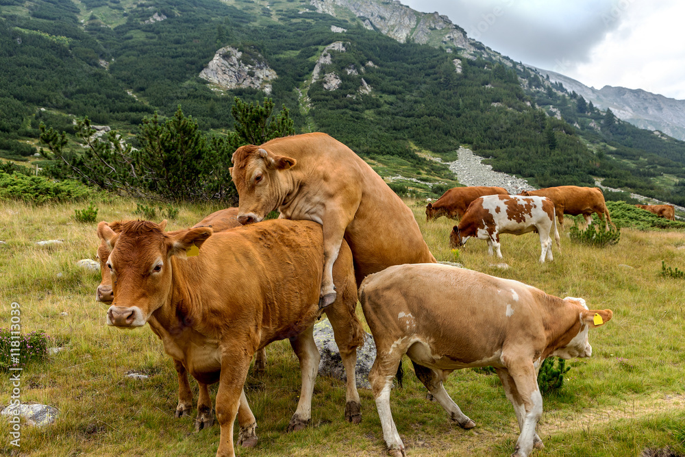 Idyllic summer landscape in the mountains with cows grazing on f Idyllic summer landscape in the mountains with cows grazing on f