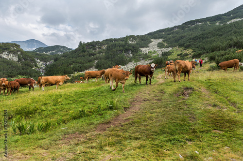 Idyllic summer landscape in the mountains with cows grazing on f © Aleksandr Lesik