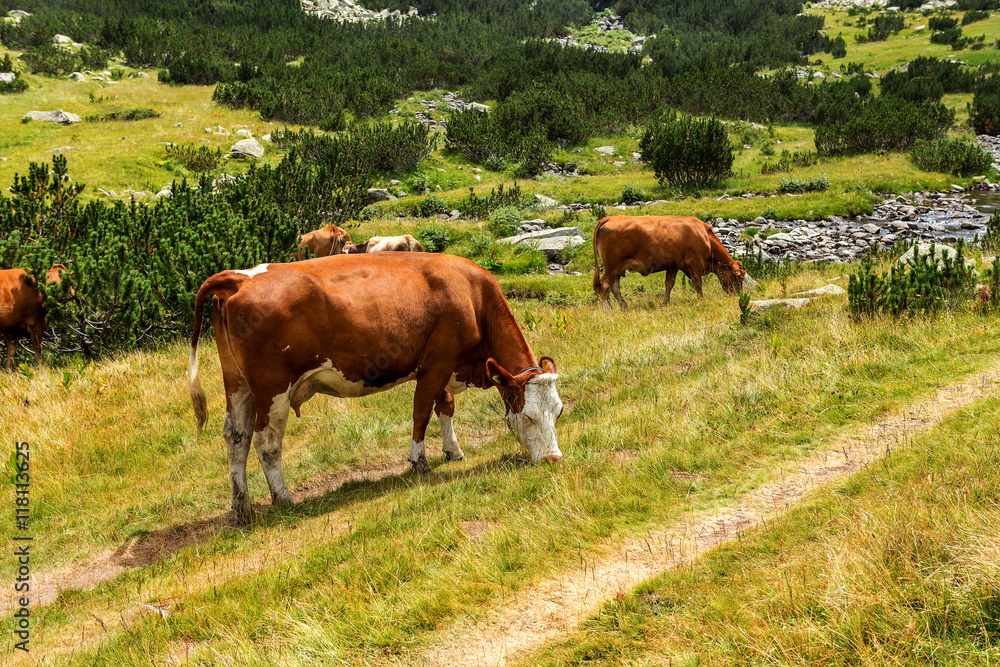 Idyllic summer landscape in the mountains with cows grazing on f