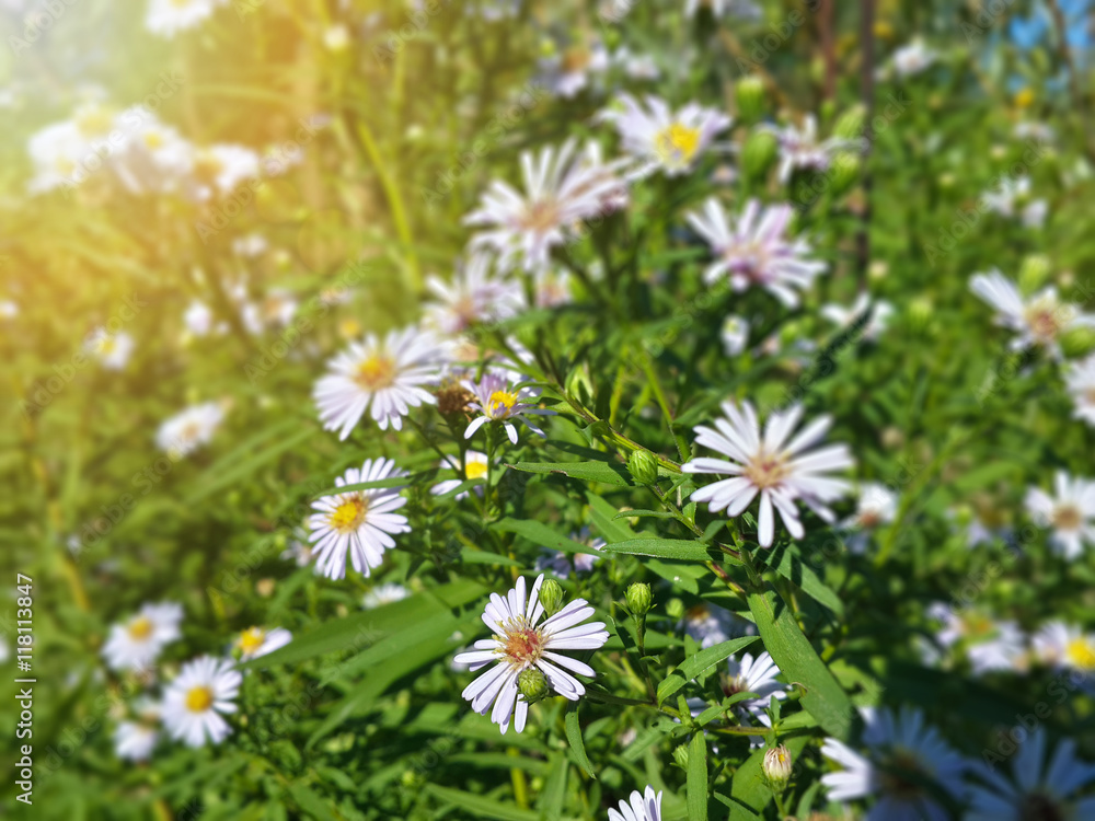 Beautiful wild white chamomile flowers/Beautiful wild white chamomile flowers Beautiful wild white chamomile flowers/Beautiful wild white chamomile flowers