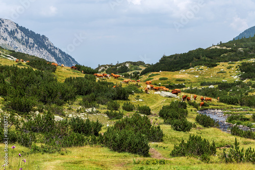 Idyllic summer landscape in the mountains with cows grazing on f