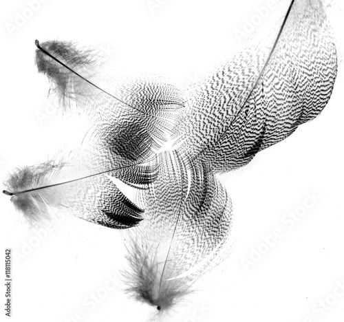 black feathers on a white background