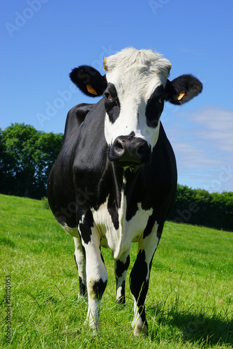 Leinwand Poster Animal ferme vache 162