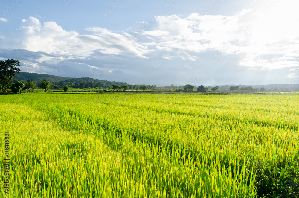 Fototapeta premium Green ear of rice in paddy rice field