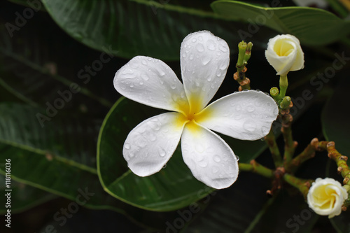 white flower in the rain.  