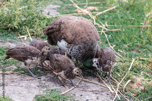 Family feeding peacocks in the wild. Mother walks with her peaco photo