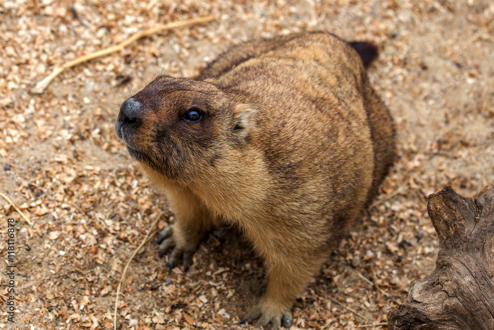 Alpine marmot (Marmota Marmota) in the aviary zoo. The protagoni Alpine marmot (Marmota Marmota) in the aviary zoo. The protagoni