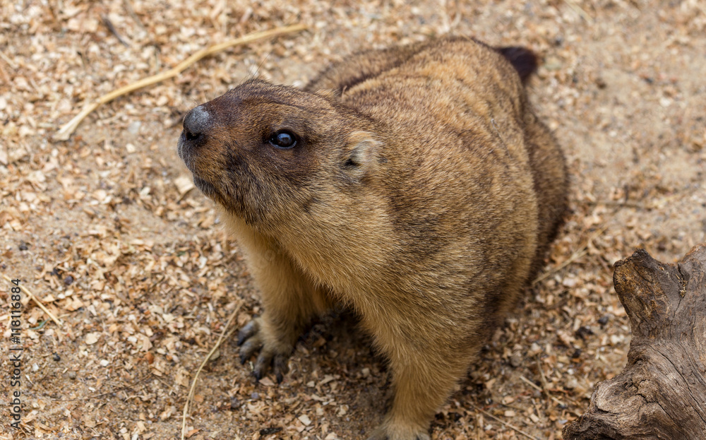 Alpine marmot (Marmota Marmota) in the aviary zoo. The protagoni Alpine marmot (Marmota Marmota) in the aviary zoo. The protagoni