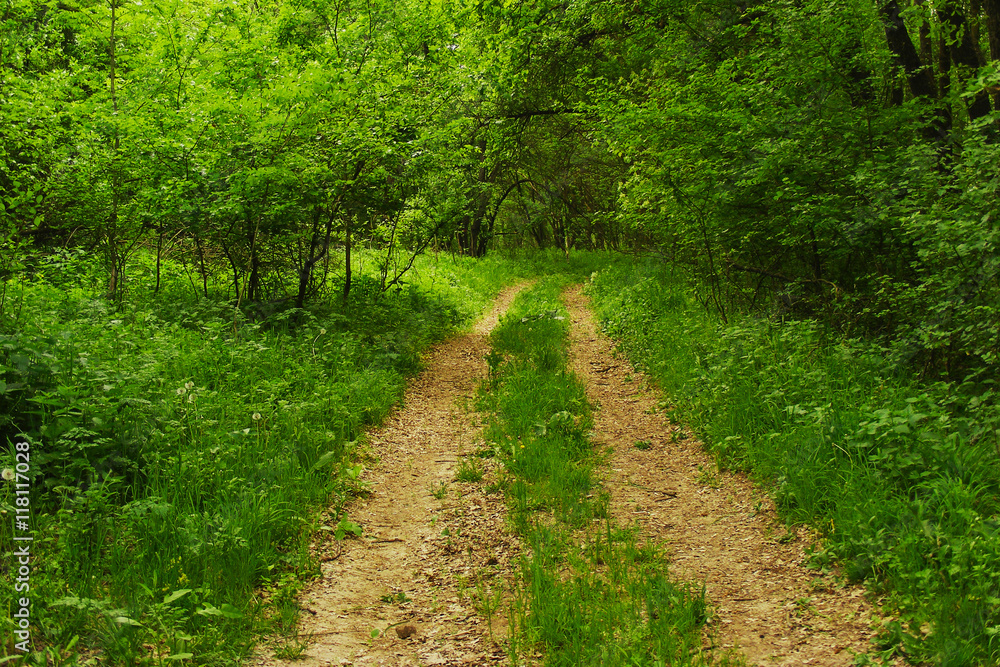 Fototapeta premium path in woods