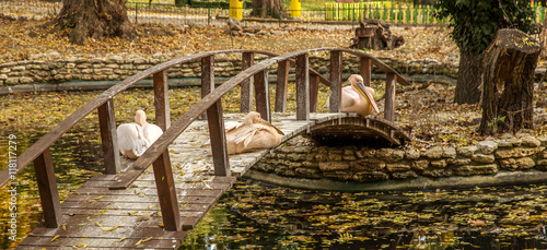 Pink Pelican resting on a wooden bridge across the lake in the a