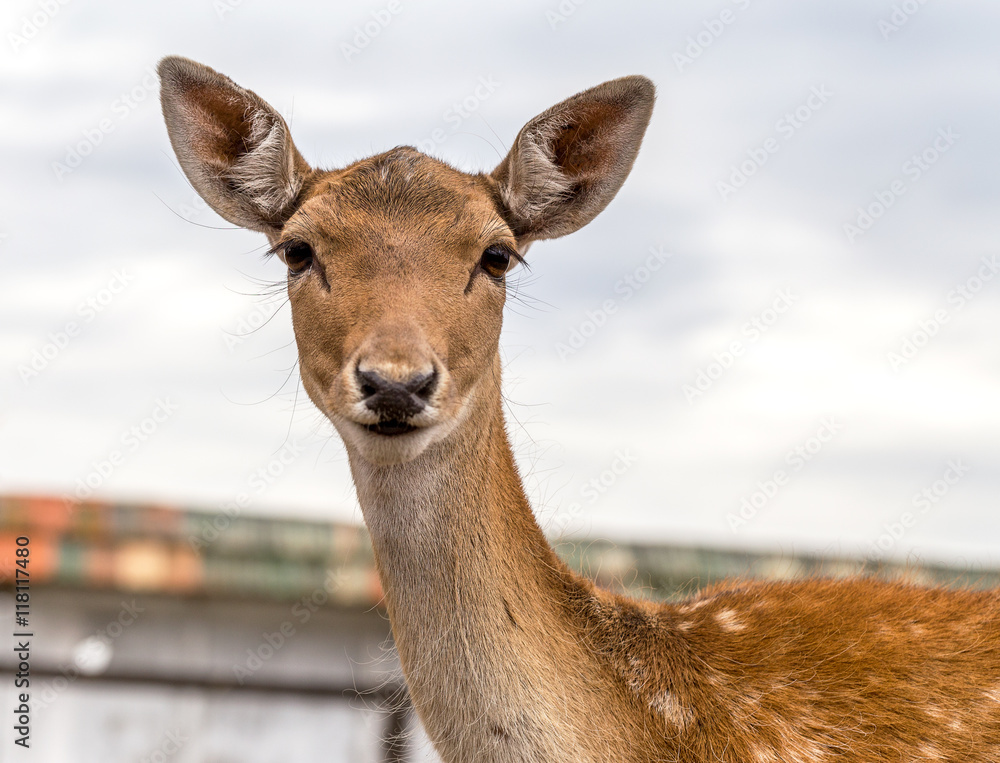 Deer hunting in the paddock on a farm being treated. Family of d