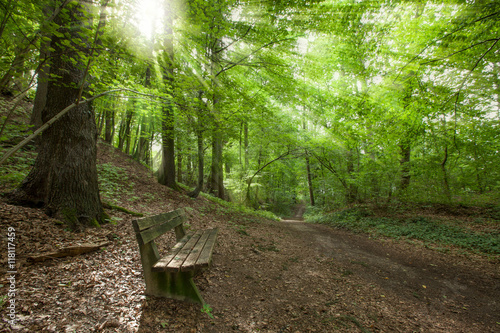 Bank Wald Weg Ruhe Stille Sonnenstrahlen