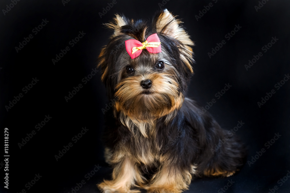 Yorkirsky terrier in studio on a black background. Charming with Yorkirsky terrier in studio on a black background. Charming with
