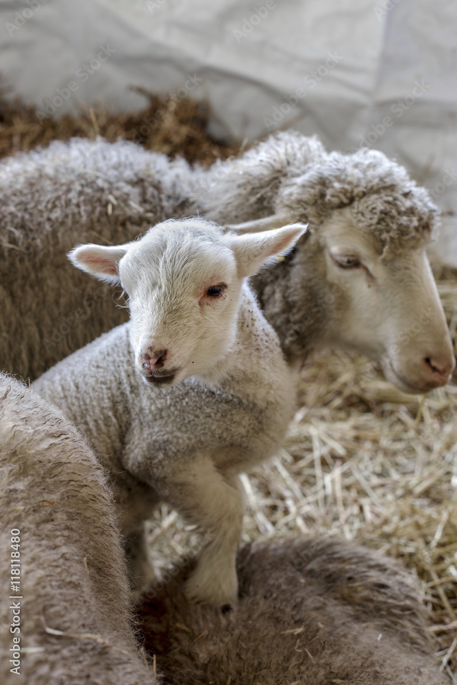 curious beautiful not shorn sheep with lamb with hay in a pen fo curious beautiful not shorn sheep with lamb with hay in a pen fo
