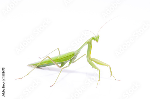 Green mantis isolated on a white background  © japhoto