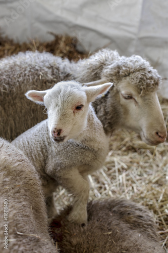 curious beautiful not shorn sheep with lamb with hay in a pen fo