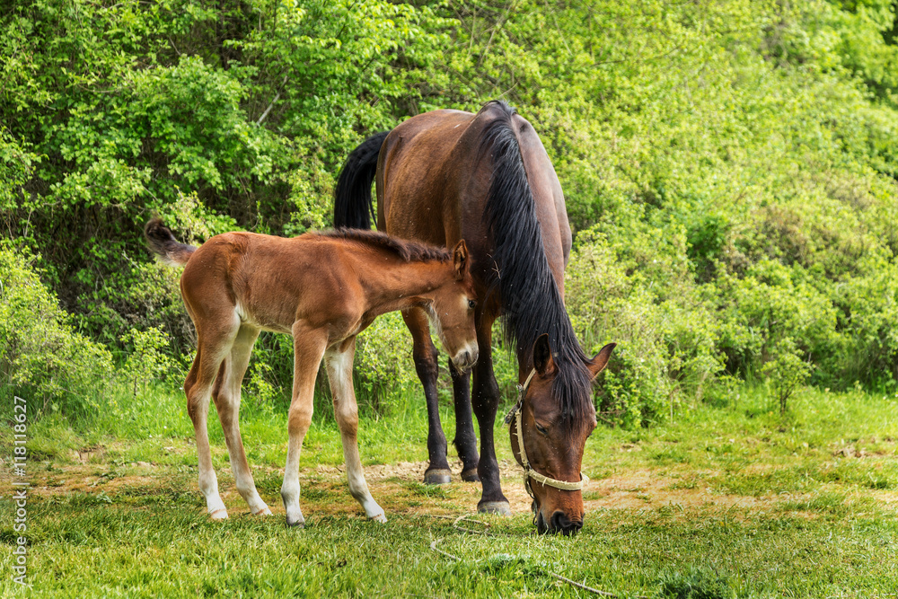 Domestic horse grazing in a mountain valley in the pasture on a Domestic horse grazing in a mountain valley in the pasture on a