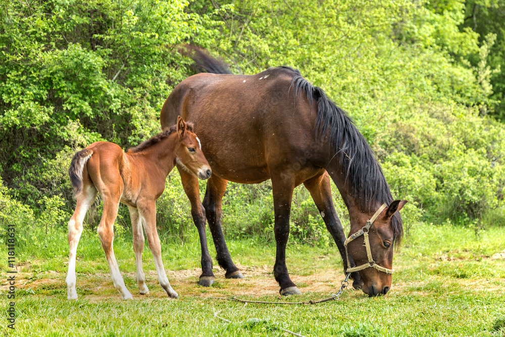 Domestic horse grazing in a mountain valley in the pasture on a Domestic horse grazing in a mountain valley in the pasture on a