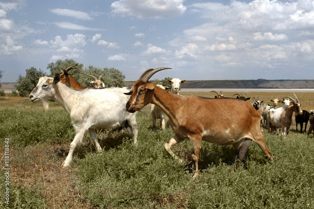 Herd of goats grazing farm animal farm on the steppe meadow in s Herd of goats grazing farm animal farm on the steppe meadow in s