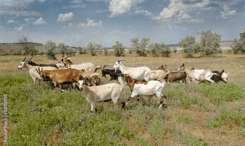 Herd of goats grazing farm animal farm on the steppe meadow in s