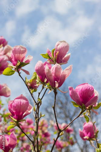 Flowers of magnolia tree over blue sky