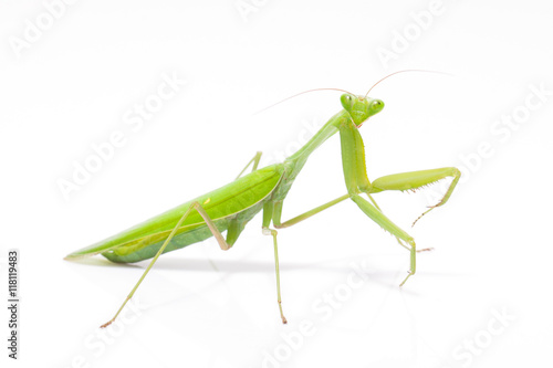 Green mantis isolated on a white background  © japhoto