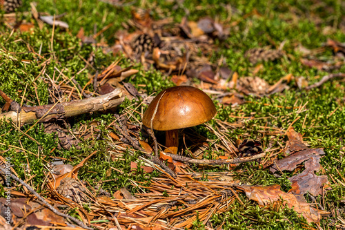 Beautiful white mushroom boletus autumn in the coniferous forest