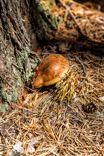 Beautiful boletus mushroom in coniferous autumn forest. Selectiv