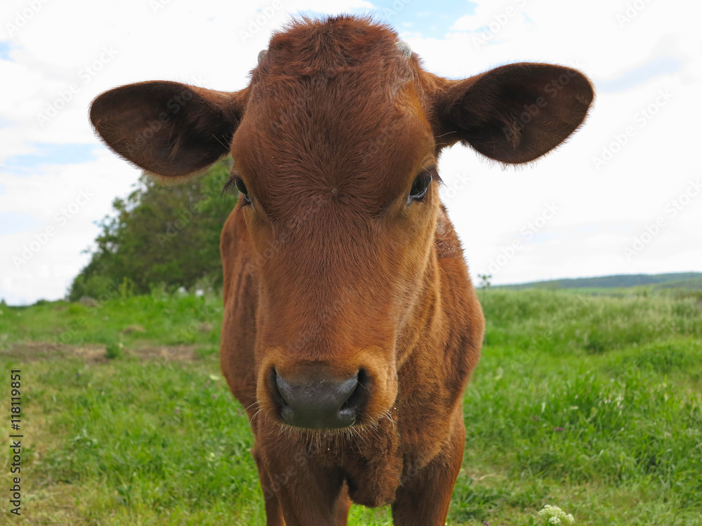 Beautiful little calf on the green sunny meadow Beautiful little calf on the green sunny meadow
