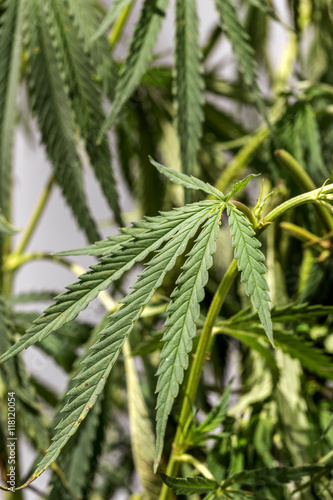 Green leaves of marijuana on the branches of the plant stem. Hem