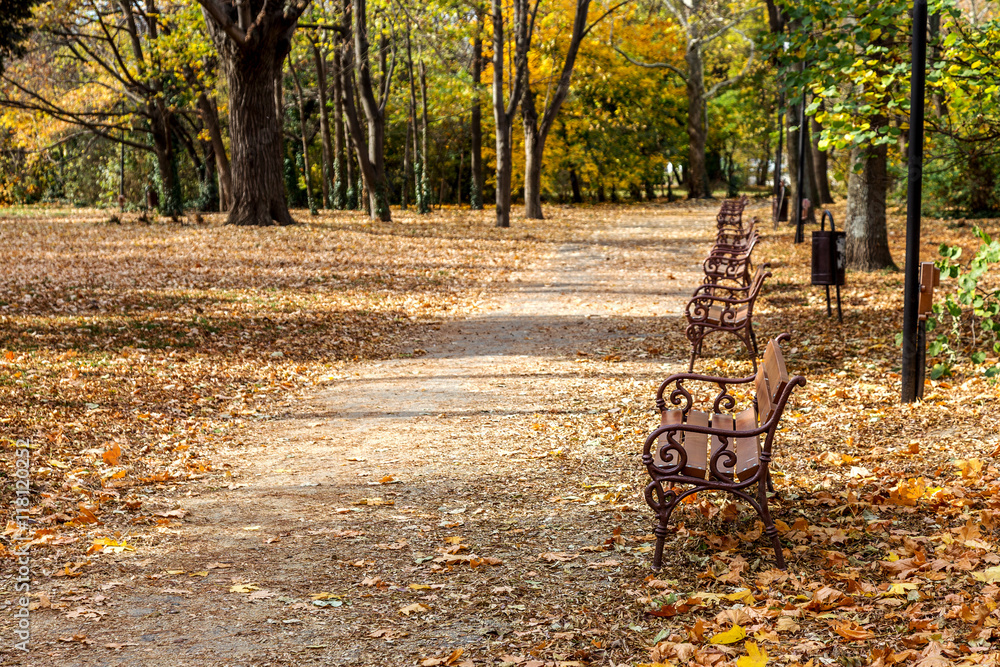 Wooden benches from the city park in the autumn colorful fallen