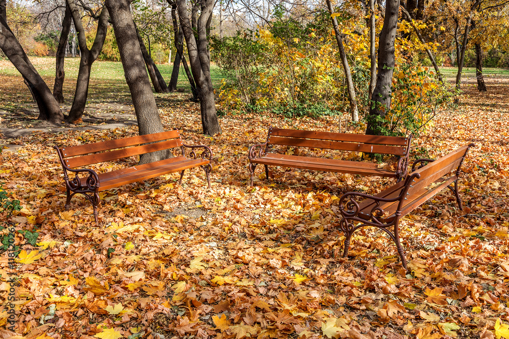 Wooden benches from the city park in the autumn colorful fallen
