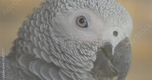 Close Front View of an African Grey Parrot's Head on a Blurred Background photo