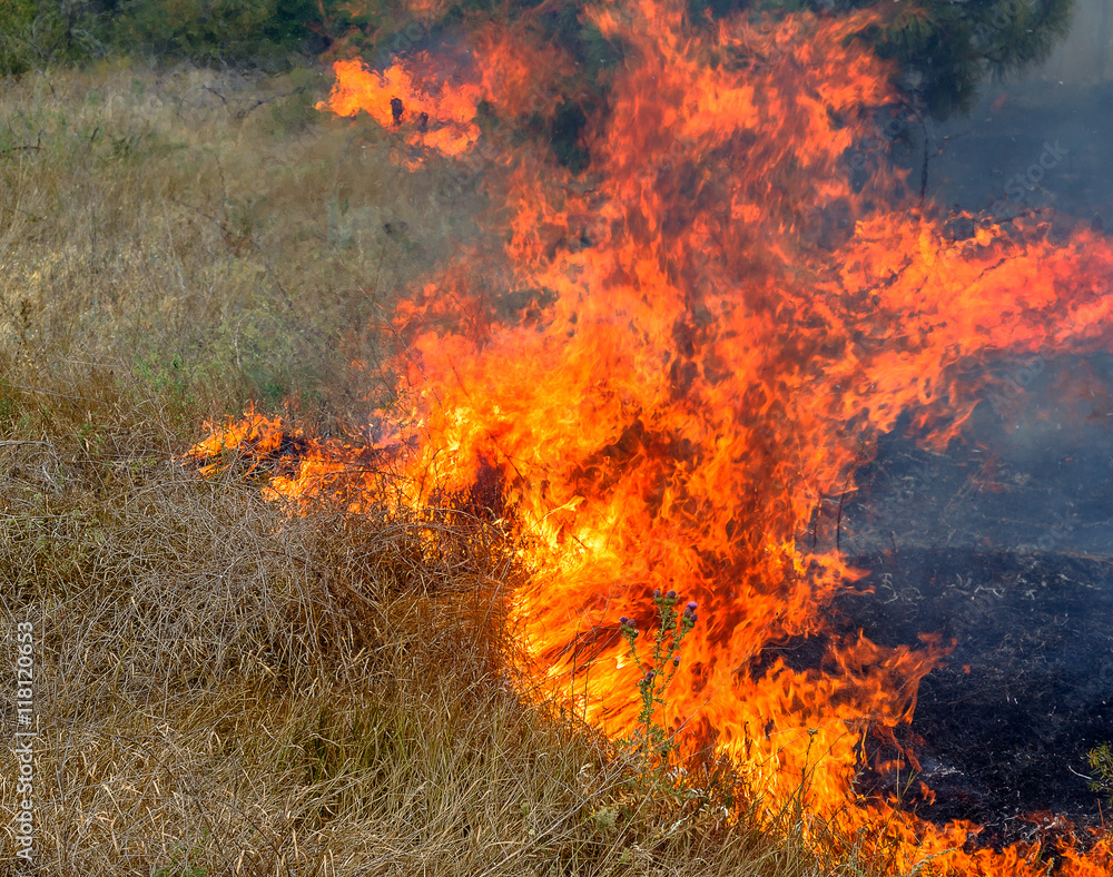 Severe drought. Forest fires in the dry wind completely destro Severe drought. Forest fires in the dry wind completely destro