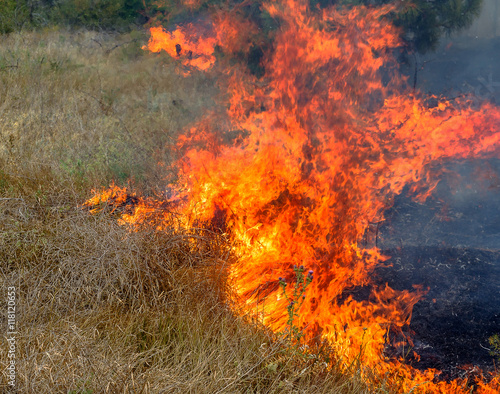  Severe drought. Forest fires in the dry wind completely destro