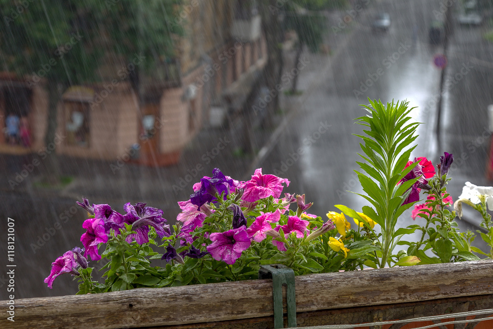 Bright beautiful flowers in the pouring rain stormy summer