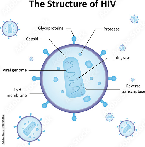 The Structure of HIV photo