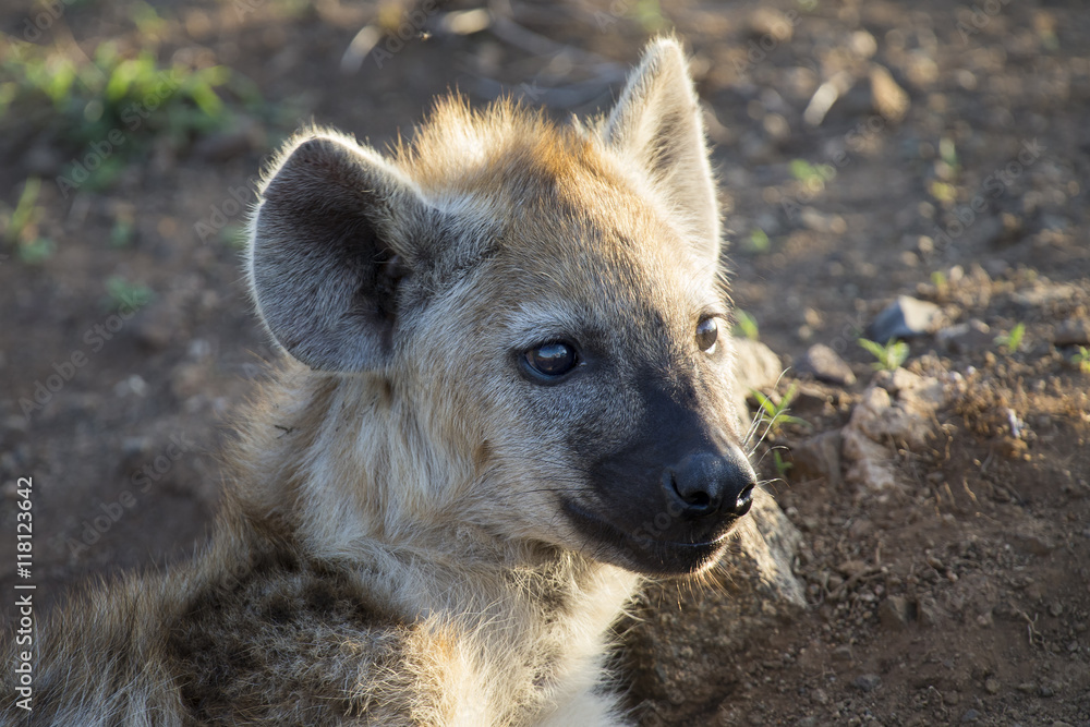 Two hyena lying down looking and observing young Two hyena lying down looking and observing young