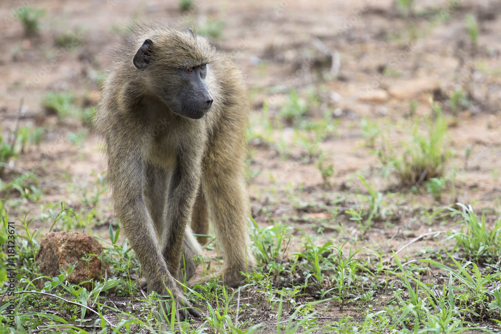 Baboon forage for food in early morning sunshine Baboon forage for food in early morning sunshine