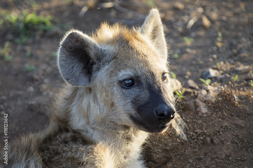 Two hyena lying down looking and observing young