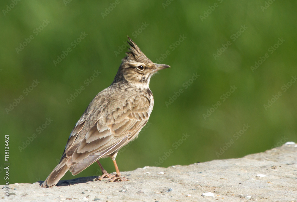 Crested lark (Galerida cristata) on the stone Crested lark (Galerida cristata) on the stone