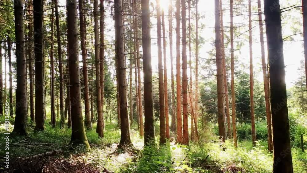 travelling dans une forêt avec des troncs qui laissent passer le soleil travelling dans une forêt avec des troncs qui laissent passer le soleil
