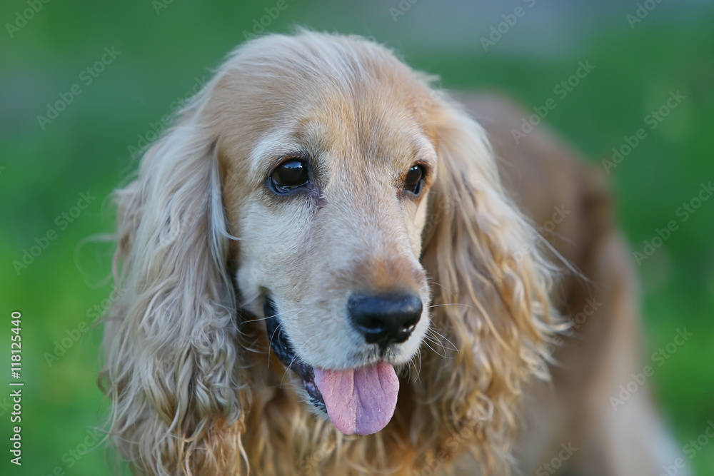 Spaniel