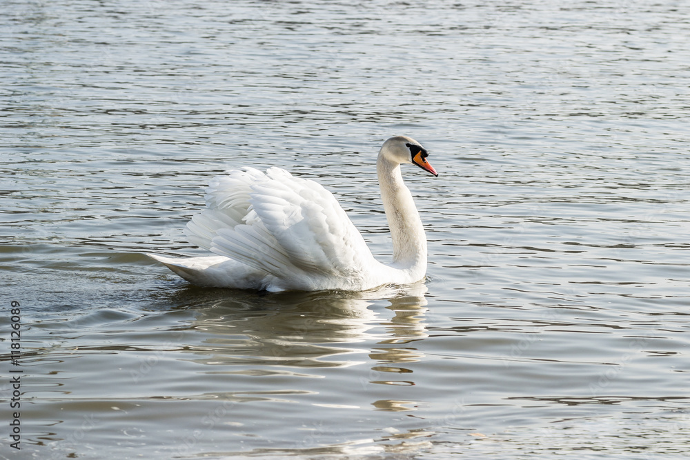 Fototapeta premium Swans