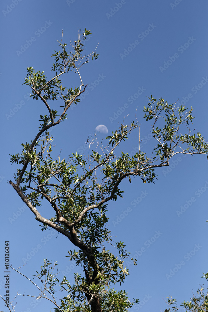 Premier quartier de lune en plein jour au dessus de la végétation en Guyane française Premier quartier de lune en plein jour au dessus de la végétation en Guyane française