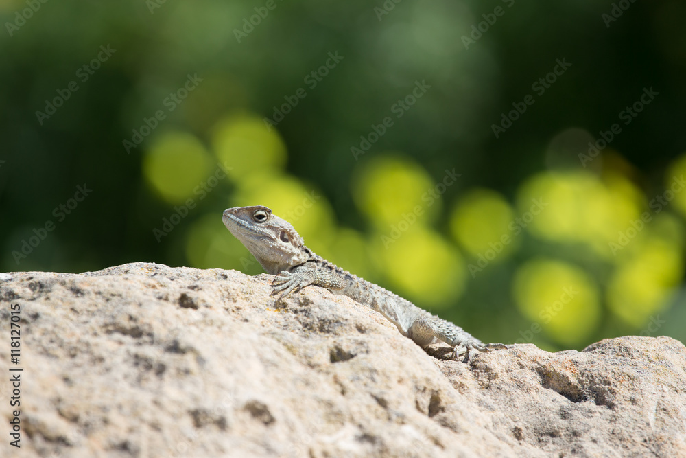 Mountain agama (Laudakia stellio) basking on a rock on the natur Mountain agama (Laudakia stellio) basking on a rock on the natur